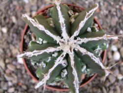 Astrophytum Dinosaur (Fukurio Hannya) pot 6,5 cm - 12408208