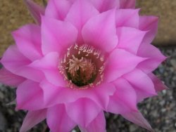 Echinopsis hybrid aff. eyresii pot 5,5 cm