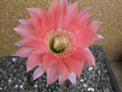 Echinopsis hybrid pot 5,5 cm