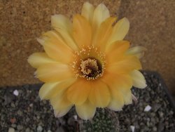 Echinopsis hybrid pot 5,5 cm