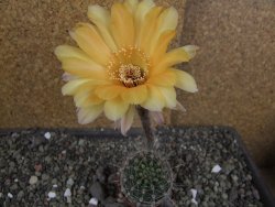 Echinopsis hybrid pot 5,5 cm - 12408234