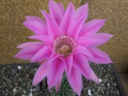 Echinopsis hybrid pot 5,5 cm