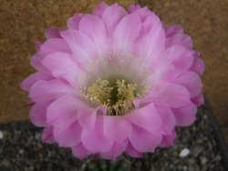 Echinopsis hybrid pot 5,5 cm