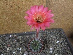 Echinopsis hybrid pot 5,5 cm - 12408259