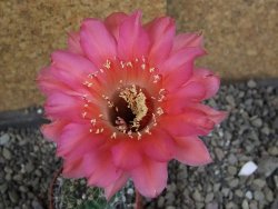 Echinopsis hybrid pot 5,5 cm - 12408260
