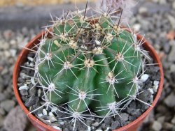Echinopsis hybrid pot 5,5 cm - 12408263