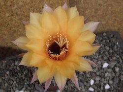 Echinopsis hybrid pot 5,5 cm