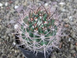 Pyrrhocactus bulbocalyx, pot 5,5 cm - 12408270