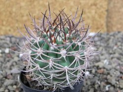 Pyrrhocactus bulbocalyx, pot 5,5 cm