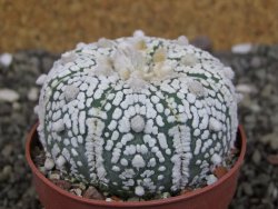 Astrophytum Super Kabuto pot 6,5 cm