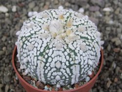 Astrophytum Super Kabuto pot 6,5 cm - 12408277