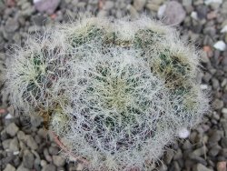 Sulcorebutia hertusii Zudaňes, pot 5,5 cm