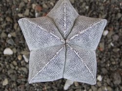 Astrophytum Onzuko Relief, pot 5,5 cm
