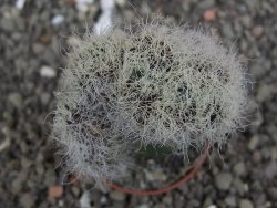 Sulcorebutia patriciae cristata, květináč 5,5 cm