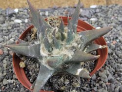 Ariocarpus trigonus elongatus San Antonio 9 cm