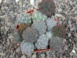 Puna bonniae pot 5,5 cm