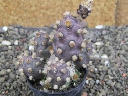 Tephrocactus molinensis La Merced Salta pot 5,5 cm