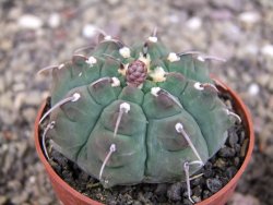 Gymnocalycium vatteri, pot 6,5 cm