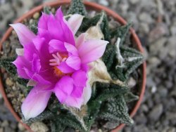 Ariocarpus fissuratus hintonii Matehuala pot 5,5 cm Cites IA - 12408374