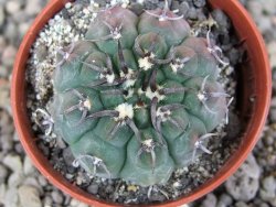 Gymnocalycium vatteri unguispinum, pot 5,5 cm - 12408380