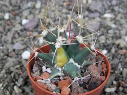 Ferobergia variegata semenáč, pot 5,5 cm - 12408382