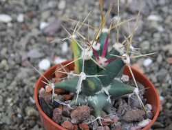 Ferobergia variegata semenáč, pot 5,5 cm