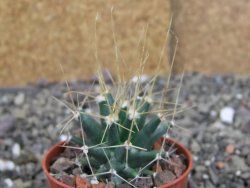 Ferobergia semenáč, pot 5,5 cm - 12408397