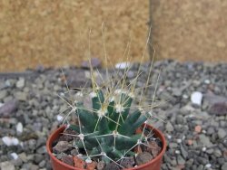 Ferobergia semenáč, pot 5,5 cm