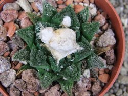 Ariocarpus fissuratus hintonii Matehuala pot 6,5 cm Cites IA