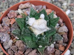Ariocarpus fissuratus hintonii Matehuala pot 6,5 cm Cites IA - 12408404