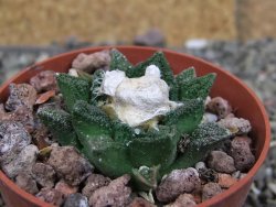 Ariocarpus fissuratus hintonii Matehuala pot 6,5 cm Cites IA - 12408405