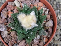 Ariocarpus fissuratus hintonii Matehuala pot 6,5 cm Cites IA - 12408406