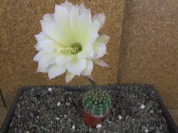 Echinopsis hybrid pot 5,5 cm - 12408413