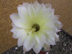 Echinopsis hybrid pot 5,5 cm