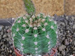 Echinopsis hybrid pot 5,5 cm - 12408417