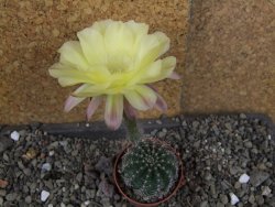 Echinopsis hybrid pot 5,5 cm - 12408419