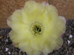 Echinopsis hybrid pot 5,5 cm
