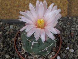 Thelocactus hexaedrophorus major CH 480 - 12408432