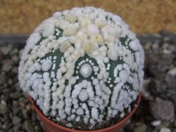 Astrophytum Hanazano Kabuto Star Shape, pot 5,5 cm