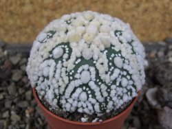 Astrophytum Hanazano Kabuto Star Shape, pot 5,5 cm - 12408440
