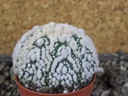 Astrophytum Hanazano Kabuto Star Shape, pot 5,5 cm - 12408441
