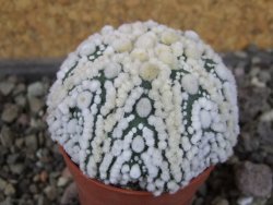 Astrophytum Hanazano Kabuto Star Shape, pot 5,5 cm - 12408442