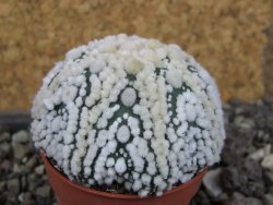Astrophytum Hanazano Kabuto Star Shape, pot 5,5 cm - 12408443