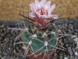 Gymnocalycium armatum LH1431 Pajcho centro, Tarija, pot 5,5 cm - 12408444