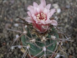 Gymnocalycium armatum LH1431 Pajcho centro, Tarija, pot 5,5 cm - 12408445