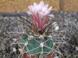 Gymnocalycium armatum LH1431 Pajcho centro, Tarija, pot 5,5 cm