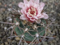 Gymnocalycium armatum LH1431 Pajcho centro, Tarija, pot 5,5 cm - 12408447