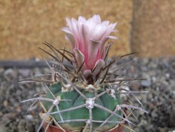 Gymnocalycium armatum LH1431 Pajcho centro, Tarija, pot 5,5 cm - 12408448