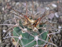 Gymnocalycium armatum LH1431 Pajcho centro, Tarija, pot 5,5 cm - 12408449