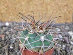 Gymnocalycium armatum LH1431 Pajcho centro, Tarija, pot 5,5 cm - 12408450